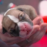 Riproduzione e neonatologia del cane e del gatto